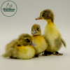 Blue Swedish Duck - Image 3