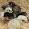 Blue Ameraucana Chicks