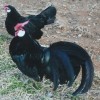 Two Blue Rose Comb Bantams