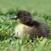 Baby Blue Swedish Duck sitting in grass