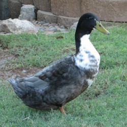 Blue Swedish Ducks for Sale