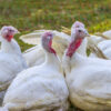 Broad Breasted White Turkey