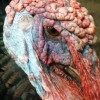 Close up of a broad breasted turkey