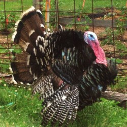 Bronze Broad Breasted Turkey – (Unsexed)