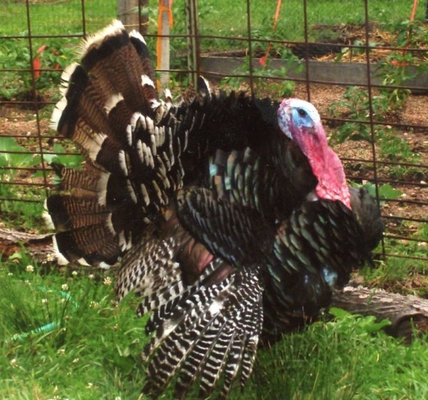 Bronze Broad Breasted Turkey – (Unsexed)