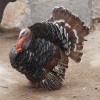 Large Unsexed Bronze Turkey