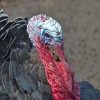 Close up a bronze turkey