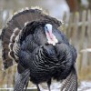 Bronze Turkey