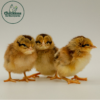 Brown Leghorn - Image 3
