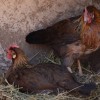 Brown Leghorn Chickens