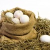 Brown Leghorn Chicken Eggs