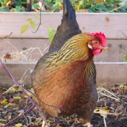 Brown Leghorn Chicken