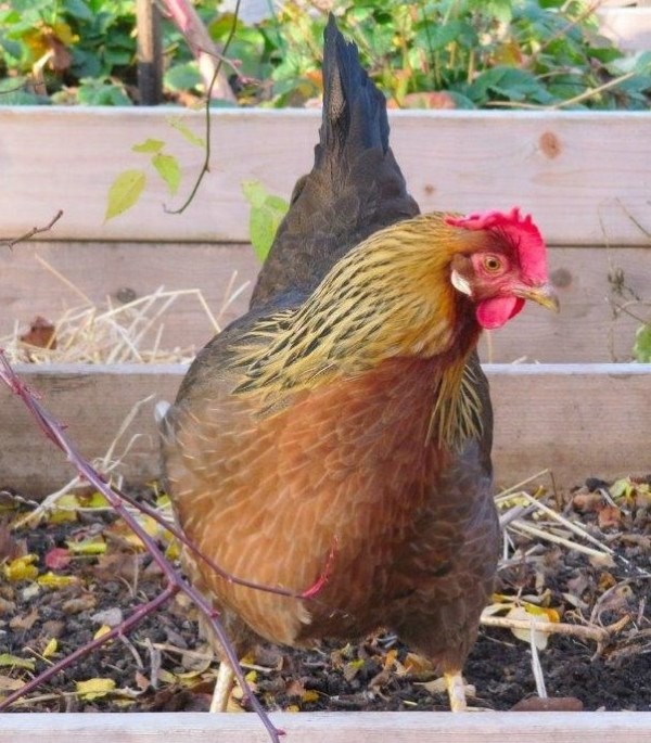 Brown Leghorn Chicken