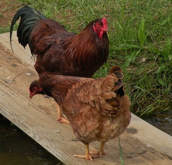 Buckeye Chickens for Sale