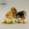 Buff Brahma Bantam - Image 3
