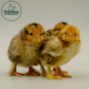 Buff Brahma Chicks