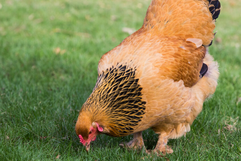 Buff Brahma Baby Chicks For Sale