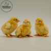 Buff Orpington Bantam - Image 2