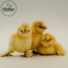Buff Silkie Bantam - Image 3