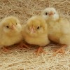 Buff Ameraucana Chicks