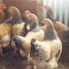 Buff Brahma Chickens