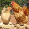 Buff Brahma Chickens