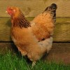 Buff Brahma Chicken