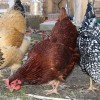 Buff Brahma Chickens