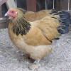 Buff Brahma Chicken