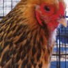 Buff Brahma Bantam Chicken