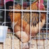 Buff Brahma Bantam Chicken