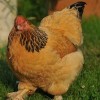 Buff Brahma Bantam Chicken