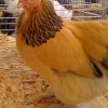 Buff Brahma Bantam Chicken