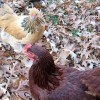 Buff Brahma Bantam