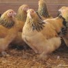 Buff Brahma Bantam Chickens