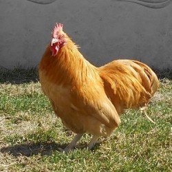 Buff Orpington Bantam Chickens