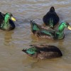 Cayuga Ducks