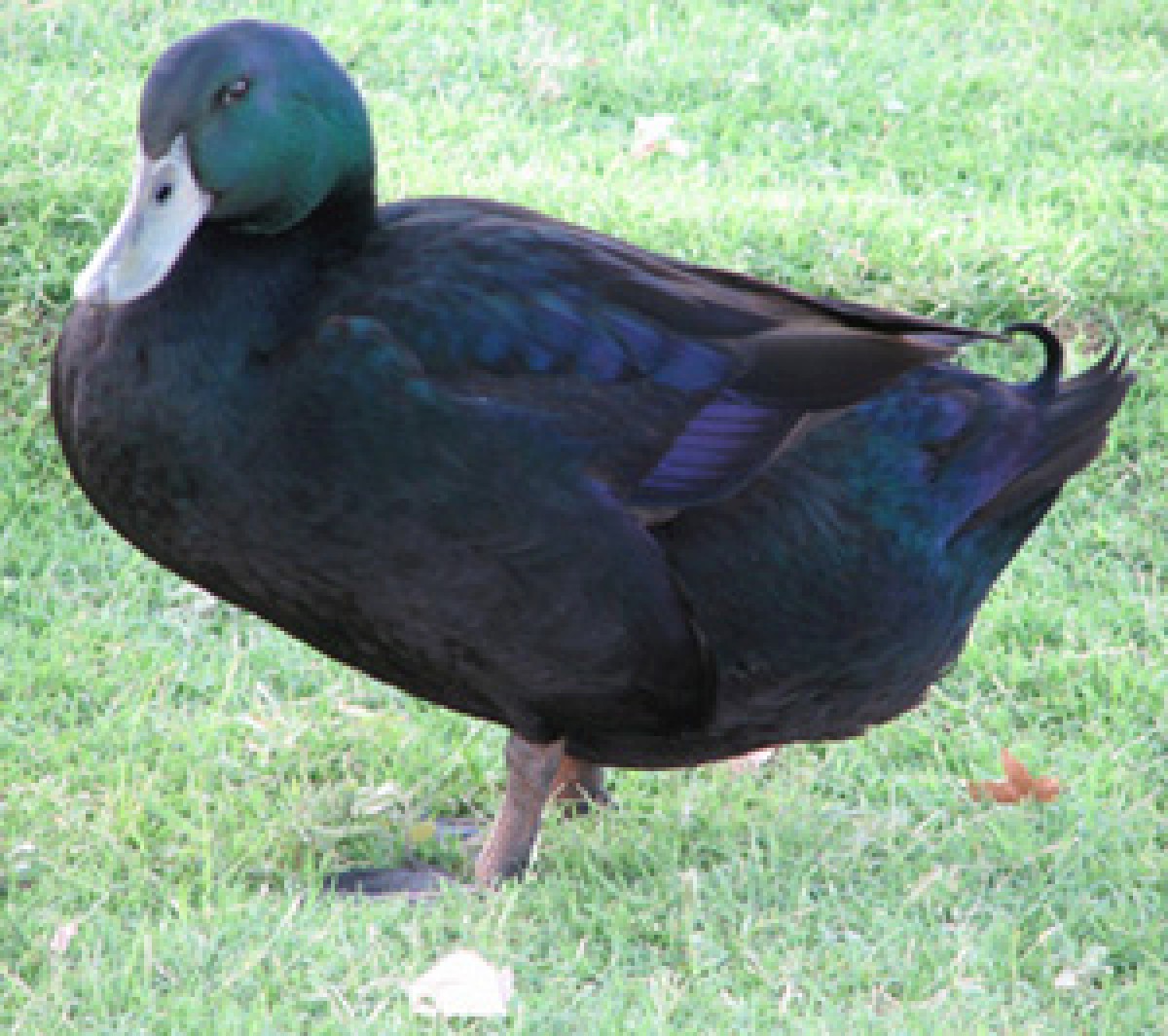 Cayuga Duck