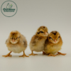 Crele Old English Bantam - Image 3