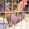 Crele Old English Bantam Chicken