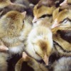 Crele Old English Bantam Chicks