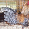 Crele Old English Bantam Chicken