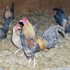 Crele Old English Bantam Chickens