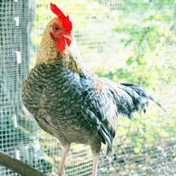 Crele Old English Bantam Chicks for Sale