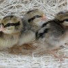 Crele Old English Bantam Chicks