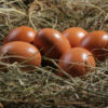 Cuckoo Maran Eggs
