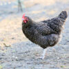 Cuckoo Marans