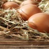 Delaware Chicken Eggs