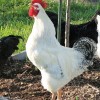 Delaware Chicken For Sale