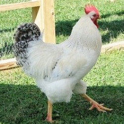 Delaware Chickens for Sale